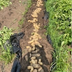 🥔減農薬栽培🥔じゃがいも　2kg400円〜の画像