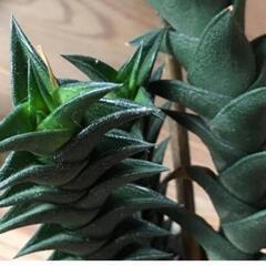   多肉植物 🌱ハオルチア・ビスコーサ 残り3鉢