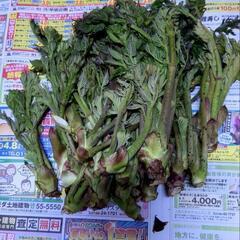 北海道のタラの芽の中古が安い！激安で譲ります・無料であげます