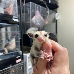 フクロモモンガ　プラチナヘテロリューシ男の子