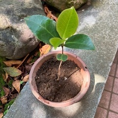 椿の苗木②☆差し上げます。
