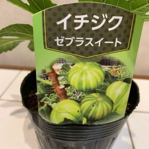 ゼブラスイート　いちじく　希少　激レア