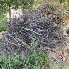 枝木、木材の画像