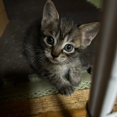 4月1３日に4匹産まれました。本当に大切に育てて頂ける方、宜しく...
