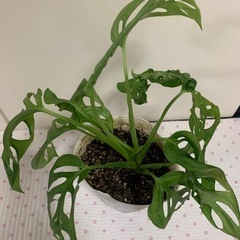 マドカズラ　モンステ苗木の画像