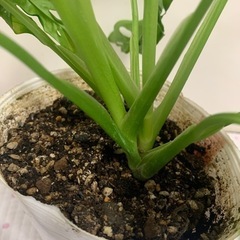 マドカズラ　モンステ苗木の画像