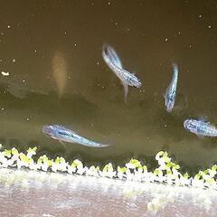 【決定】ｻﾌｧｲｱﾒﾀﾞｶ大きめの針子50匹