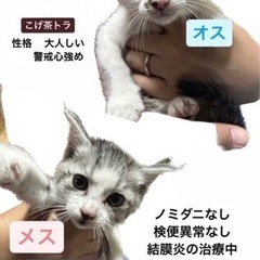 可愛い兄妹子猫ちゃんです