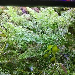 カット水草＊8/26限定募集