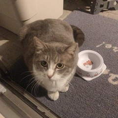 【トライアル先決定】保護猫の里親さん募集　ききちゃん推定3歳