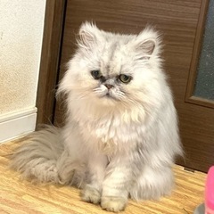 【急募】チンチラペルシャ♂６歳　里親募集