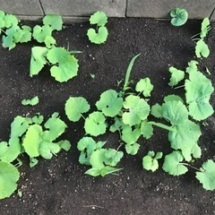 【無農薬】 ふき 苗　ふきのとう　人気の画像