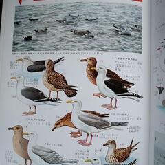 旺文社ワイドカラー図鑑 10冊フルセットの画像
