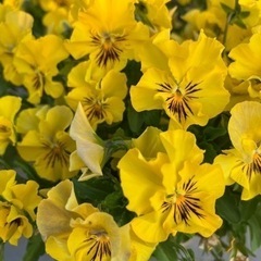 5月24日(水)カラオケメンバー集まれ〜(o^^o)