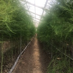 収穫作業　アスパラガス　残り1名