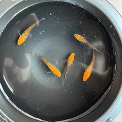 五式メダカ　2ペア＋メス　①の画像