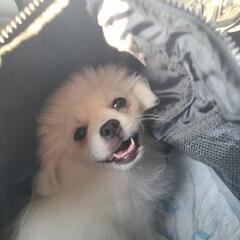 ポメラニアン×ペキニーズ