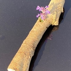カミキリムシの巣穴の画像