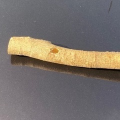 カミキリムシの巣穴