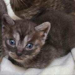 のんびり屋さんです(お話中) - 猫