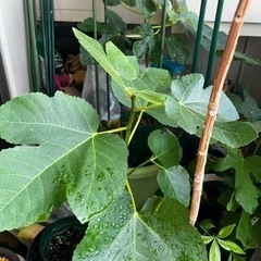 レアイチジク鉢植え