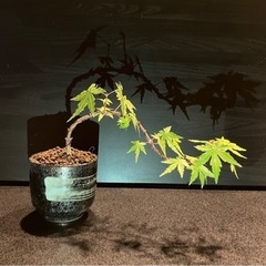 盆栽もみじ【小品盆栽】枝垂れ　美麗