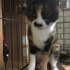 2才の三毛猫