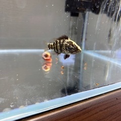 オヤニラミ