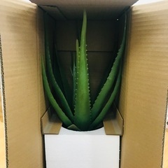 観葉植物 アロエベラ 造花 インテリア　の画像