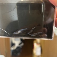 ミッドナイトフリル作出チャレンジセット　エメキン×ブラックダイヤの画像