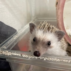 ハリネズミ オス1才(里親決まりました)