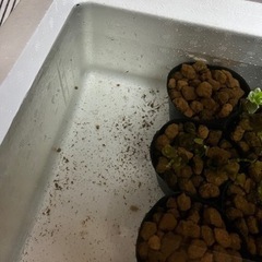 みゆきメダカの画像