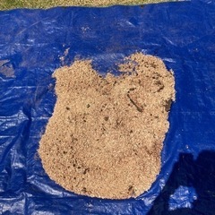 大量のおがくず