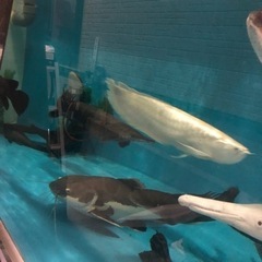 PSB オリジナル 熱帯魚やメダカなどにの画像