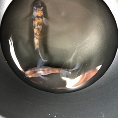 メダカ各種販売します