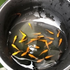 メダカ各種販売しますの画像