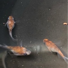 メダカ各種販売しますの画像