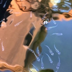 メダカ各種販売しますの画像