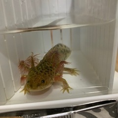 ウーパールーパー稚魚 マーブル