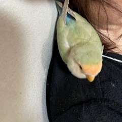 北海道旭川市コザクラインコを探してます。