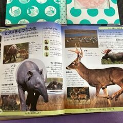 子ども図鑑　カバーなし【府中市近郊、または近くまで取りに来られる方】の画像