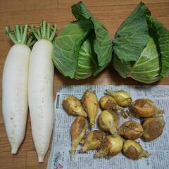 初夏のお野菜３点