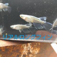 リアルロングフィン　有精卵15個＋α　同梱可