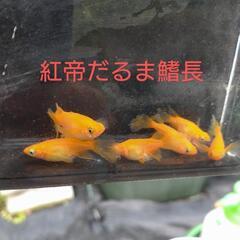 紅帝ダルマヒレ長　有精卵10個＋α　同梱可
