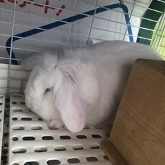 ライオンロップイヤーラビット