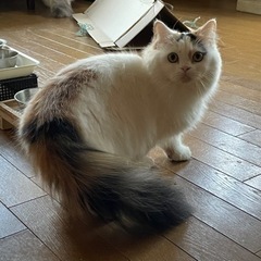 マンチカンの美人のロイちゃん1歳