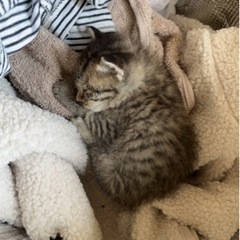 仔猫　