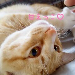 懐っこい♡エプロン茶トラちゃん