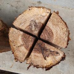 丸太、スウェーデントーチの画像