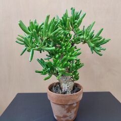 🌿希少　観葉植物 　ゴーラム（宇宙の木）✅盆栽仕立て✅幹太